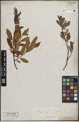 Foto von Salix lapponum L. x Salix silesiaca Willd.